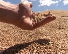 Харьковские аграрии внедряют современные технологии хранения зерна
