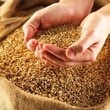 Кабмин упростил процедуру продажи зерна в Аграрный фонд