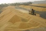 Аграрии Харьковщины намолотили больше полутора миллионов тонн зерна нового урожая
