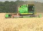 В Украине упала урожайность зерновых