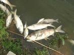В Ковалевском водохранилище массово гибнет рыба