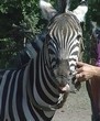 Африканский красавец. Единственная в Харькове зебра живет в Пятихатках