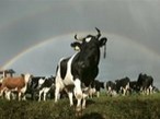 Харьковские коровы дают больше молока