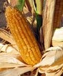 Харьковские аграрии начали собирать кукурузу на силос