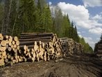 В Мерефянском лесничестве вырубили деревьев почти на 45 тысяч гривен