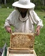 Пчелы - в отпуск. Харьковские пасечники подводят итоги сезона 2009 года
