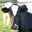 На Харьковщине за полгода коров стало на три тысячи меньше