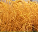 Харьковская область может быть лидером по сбору зерновых