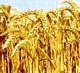 Виктор Янукович: В госрезерв должно быть заложено не менее 740 тыс. тонн продовольственной пшеницы
