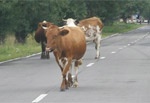 Opel Omega столкнулся с коровой: пострадали трое человек