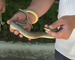 В детском саду обнаружена змея