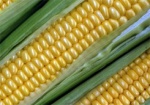 Госрегулирование цен введено и на кукурузу