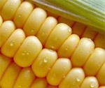 Хозяйства четырех районов области приступили к уборке кукурузы на зерно