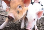В Харьковской области увеличено поголовье свиней