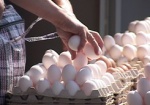 Предпосылок для подорожания яиц сейчас нет - производители