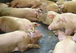 На границе ужесточили режим: в России вспышка африканской чумы свиней