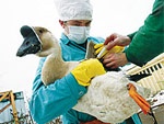 МЧС Украины готовится к новому удару птичьего гриппа