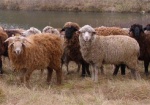 За девять месяцев текущего года в Харьковской области увеличено поголовье овец