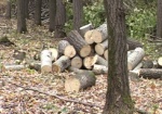 В «Гомольшанских лесах» незаконно вырубили деревья. Прокуратура возбудила уголовное дело