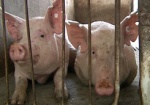 Гриппом A (H1N1) свиньи все-таки болеют