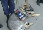 Харьковские служебные собаки потренируются в Киеве