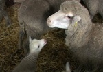 С одной овцы - не только шерсти клок. Есть ли будущее у овцеводства на Харьковщине?