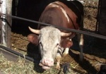 В Харьковской области увеличилось поголовье крупного рогатого скота