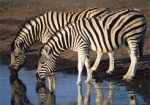 В Харьковском зоопарке появятся две зебры