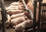 Поголовье свиней в области увеличилось