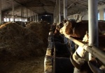 Нерентабельные кормилицы. В Волчанском районе закрылся молокозавод, и селянам приходится вырезать коров