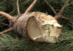 За незаконную вырубку елок в Харьковской области задержали уже более 30 человек