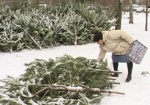 В Харькове начался елочный бум. Сколько стоит новогодняя красавица?
