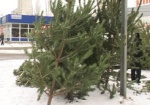 Новогодние елки теперь будут продаваться только в специально отведенных местах