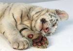Зоопарк «Сказка» назвал провокацией слухи о смерти Тигрюли