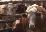 Обладминистрация рапортует, что в харьковских селах все больше коров и кур