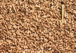С начала 2010 года сельхозтоваропроизводители реализовали за пределы области более 50 тысяч тонн зерна