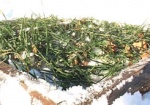 На Харьковщине под угрозой 80 тысяч гектаров озимой пшеницы