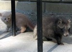 В Контактном зоопарке новый питомец – малыш енотовидной собаки
