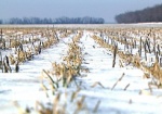 Посевы под ледяной коркой. Из-за морозов могут погибнуть 80 тысяч гектаров озимых в Харьковской области