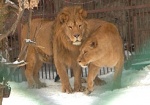 В зоопарке «отмечают» День влюбленных. У хищников начался брачный период