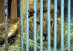 Операция по спасению льва, замерзающего в Северодонецке, завершилась