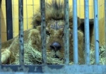 Харьковчане поспешили на помощь, и зоопарк пополнился новыми обитателями. Какое наказание грозит хозяину северодонецкого зверинца?