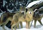Волки внесены в списки охотничьих животных в Украине
