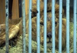 Обмороженный лев из Северодонецкого зверинца пошел на поправку