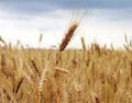 Аграрный фонд начал закупку зерна нового урожая