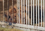 Симбе становится лучше. Как выхаживают «северодонецкого» льва в Харьковском зоопарке?