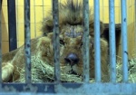 Спасение Симбы. Зоопарки Украины повторно обратятся в Генпрокуратуру