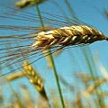 Примерно 27-28 млн. тонн зерна в этом году соберут украинские аграрии