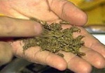 Харьковские милиционеры изъяли у дончанина 35 граммов марихуаны