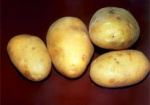 В Европе будут выращивать трансгенный картофель